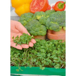 Garden Seed Mikrozelenina – Brokolica 1ks