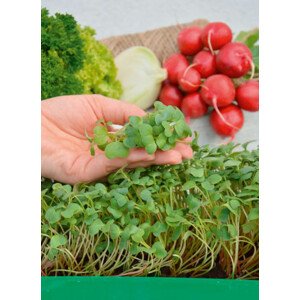 Garden Seed Mikrozelenina – Reďkovka 1ks